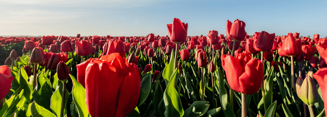 Istanbul Tulip Festival: A Springtime Experience You Can’t Miss