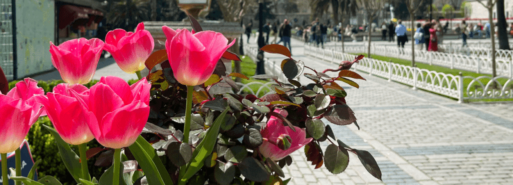 tulip festival istanbul